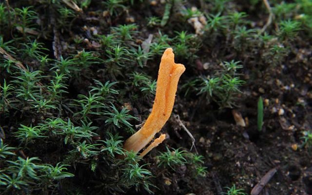 冬虫夏草の物語: 始皇帝の探求から現代の代替種 サナギタケまで - サプリ専門店 ギャバ太郎SHOP本店