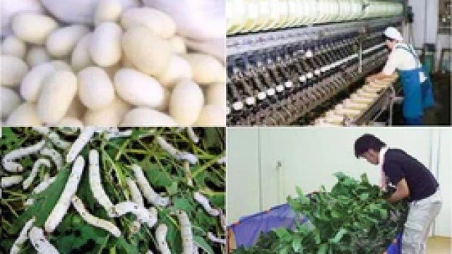 産官学連携共同研究によって生まれた津和野式冬虫夏草 - サプリ専門店 ギャバ太郎SHOP本店
