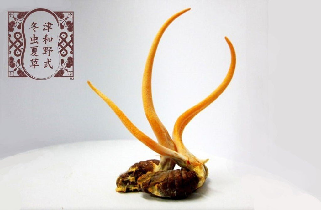 サナギタケ冬虫夏草の驚異: 自然の奇跡を解き明かす完全ガイド - サプリ専門店 ギャバ太郎SHOP本店