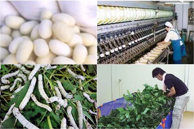 産官学連携共同研究によって生まれた津和野式冬虫夏草 - サプリ専門店 ギャバ太郎SHOP本店