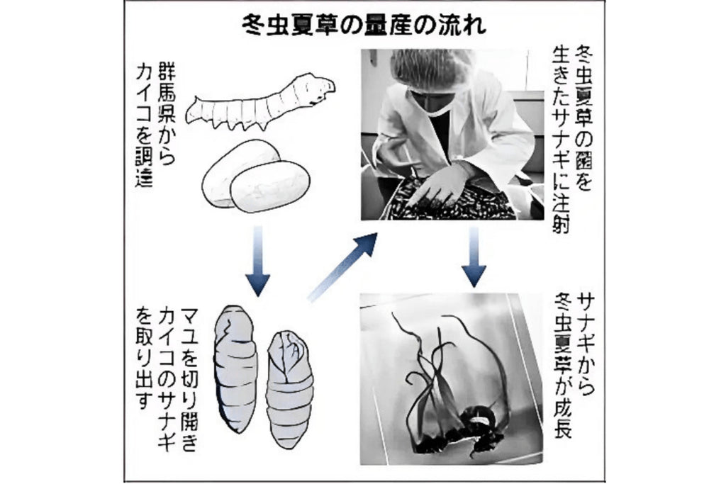伝統と革新の融合:にちはら総研による冬虫夏草の国際展開 - サプリ専門店 ギャバ太郎SHOP本店