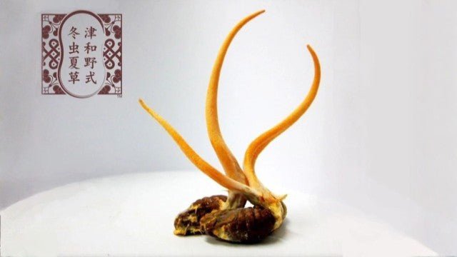 サナギタケ冬虫夏草の驚異:自然の奇跡を解き明かすガイドの決定版 - サプリ専門店 ギャバ太郎SHOP本店