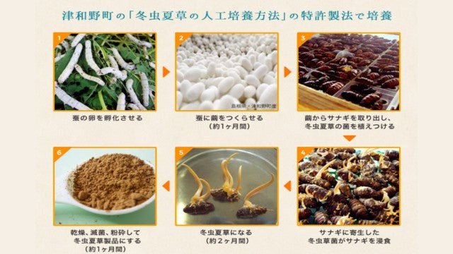 伝統と革新の融合:にちはら総研による国際展開の歩みの全軌跡 - サプリ専門店 ギャバ太郎SHOP本店