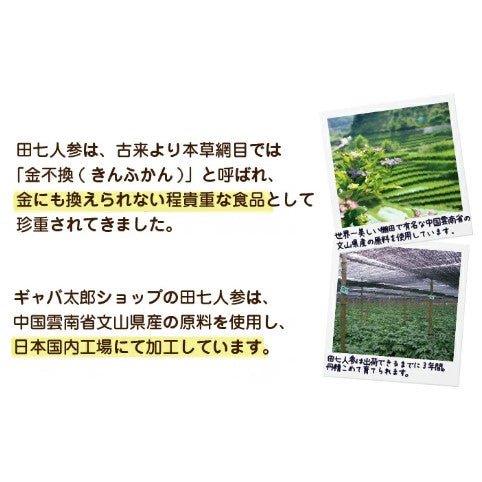 【SKU-506】田七人参 (でんしちにんじん) サポニン サプリ サプリメント - サプリ専門店 ギャバ太郎SHOP本店