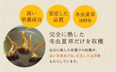 【SKU-801】ミリタリス 粉末 15g/30g 犬 猫 ペット 免疫力 サプリ 日本産100%サナギタケ冬虫夏草 コルジセピン - サプリ専門店 ギャバ太郎SHOP本店