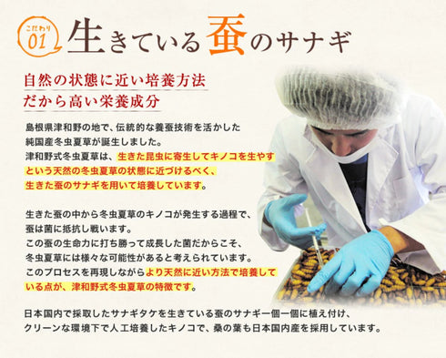 【SKU-801】ミリタリス 粉末 15g/30g 犬 猫 ペット 免疫力 サプリ 日本産100%サナギタケ冬虫夏草 コルジセピン - サプリ専門店 ギャバ太郎SHOP本店