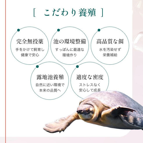 【SKU - n302】国内産100% スッポンそのまま すっぽん スッポン 粉末 女性 おすすめ サプリメント サプリ (コピー) - サプリ専門店 ギャバ太郎SHOP本店