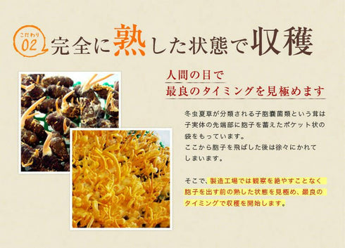 【SKU-111】 津和野産サナギタケ冬虫夏草 カプセル - ギャバ太郎SHOP本店