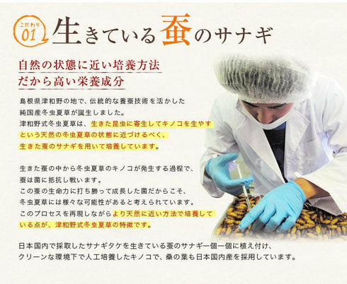 【SKU-111】 津和野産サナギタケ冬虫夏草 カプセル - ギャバ太郎SHOP本店
